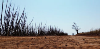RAHEL PATRASSO(1985-2025) Incêndio florestal na região de Ribeirão Preto, em agosto de 24.